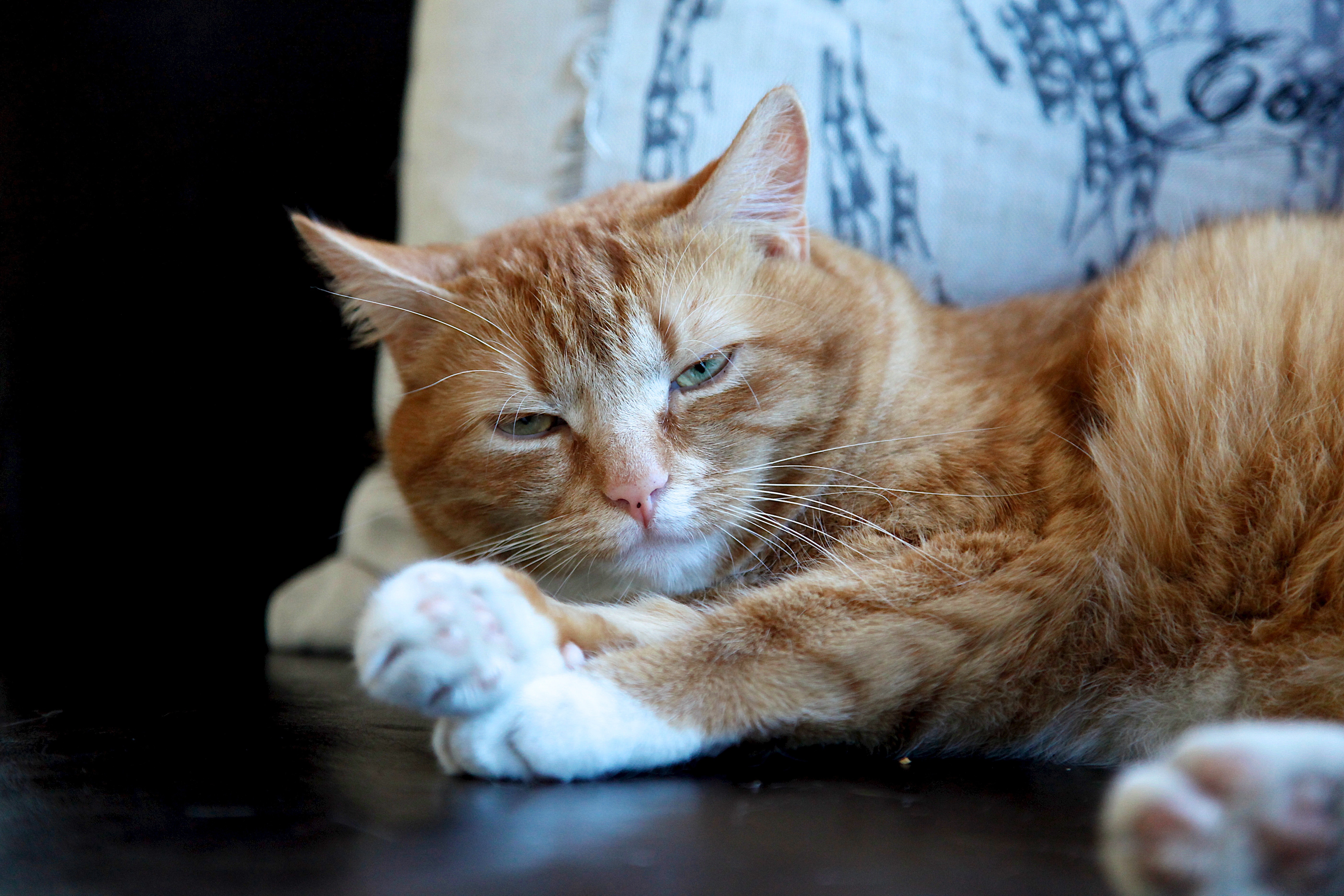 lazy cat